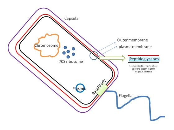 Capsula Outer membrane 7 plasma membrane Chromosome Peptidoglycanes 70S ribosome Teichoic acids or lipoteichoic acids are abs