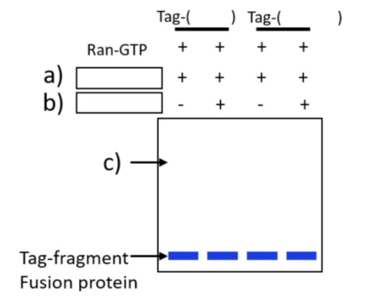 ) Ran-GTP + Tag- + 1 + - ) Tag-(__ + + + + + + + - + a) + b) + Tag-fragment Fusion protein