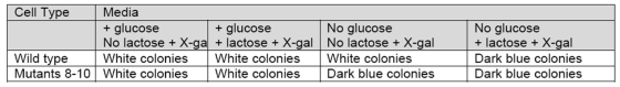 Cell Type Media + glucose No lactose X White colonies White coloniesWhite colonies + glucose No glucose No glucose + lactose X-gal Dark blue colonies Dark blue colonies -ga +lactose + X-gal No la tose + X-gal No lactose + X-gal Wild type Mutants 8-10 White colonies White colonies Dark blue colonies