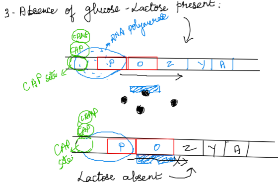 3- Absence of glucose - Lactose present: CAMP DHA А рецp3 TO1Pozul CAP Sites CAP @ Pozyral Lactose absent a