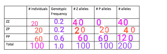 # individuals # Z alleles #Palleles #alleles Genotypic Frequency ZP 20 0.2 140 40. 0 40 20 0.2 20 20 40 60 | 0.6 | 60 160 120