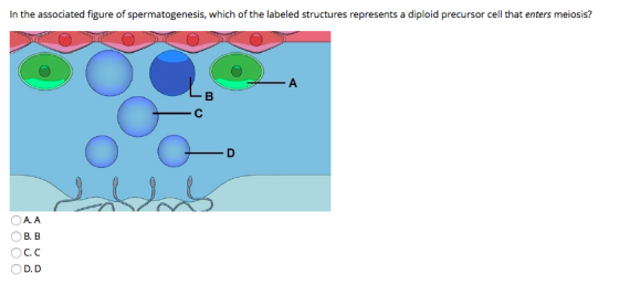 In the associated figure of spermatogenesis, which of the labeled structures represents a diploid precursor cell that enters