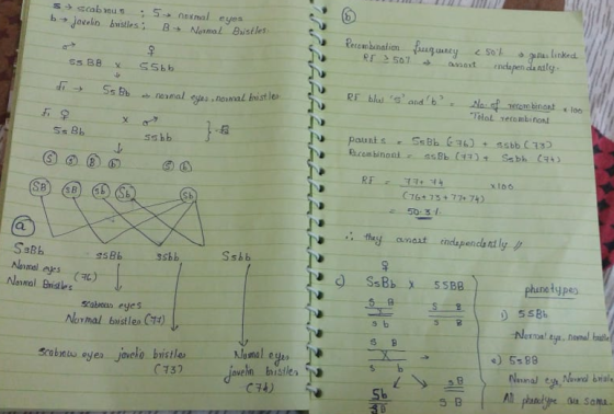 s scabru : 5 - normal eyes b→ joselin bustles; B - Normal Bristles, Recombination R > 50 Funguarzy < 501 galas linked anext i