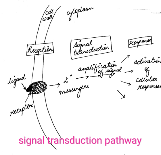Signal peesponse tebroduction at / activation ug tignal ligand - messengers Cellular responses l receptor signal transduction