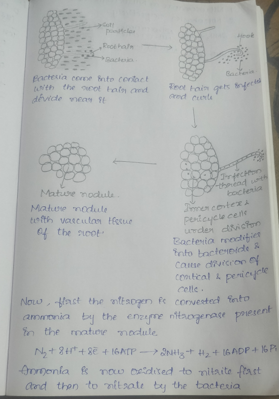 Hook Root Fair gets Efected Soil particles Roothain • Bacteria. Bacteria come erto contact with the root hain and devide near