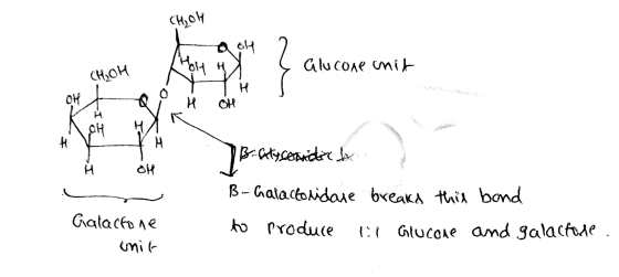 CH₂o14 a oH 2 ç alucone unit 2014 CHOH B-Gartyserandre bye L W B.- Galactosidare breaks this band to produce al Glucone and g