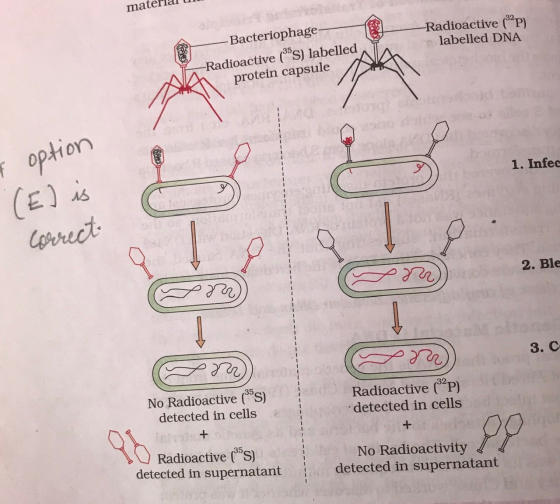 material till -Radioactive (PP) labelled DNA † Here - Bacteriophage- -Radioactive (s) labelled protein capsule 1. Infec & opt