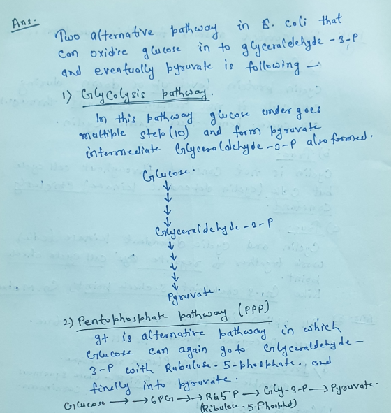 Ans. - Two alternative pathway in S. coli that can oxidise glucose in to g Cy ceral dehyde - 3-P and eventually bysurate is f