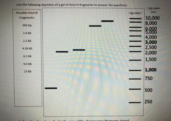 Use the following depiction of a gel of Hind III fragments to answer the questions: 1 Kb Ladder Possible Hind III Fragments:
