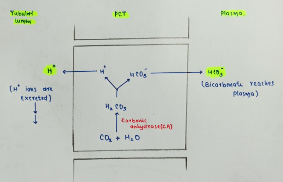 РСТ Plasma. Tubular lume HCO3 (Bicarbonate reaches plasma) (Htions are excreted) H, CD3 Carbonic anhydrase(CA) CO, + H20