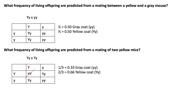 What frequency of living offspring are predicted from a mating between a yellow and a gray mouse? Yy x yy 72 = 0.50 Gray coat