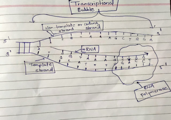 Transcripłonal / Bubble Non template or coding TILLIT — А я с -IA_4 т а б А mRNA A Template strand T T RNA polymerase
