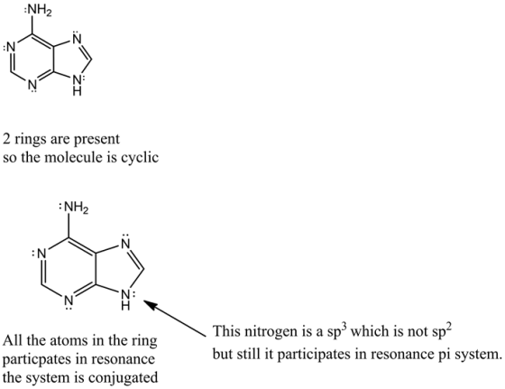 NH2
H
2 rings are present
so the molecule is cyclic
:NH2
N
sp2
This nitrogen is a sp3 which is not
but still it participates