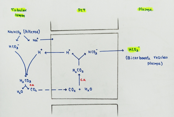 POT plasnya. Tubular lumes NaHCO3 (Altered) HCO, HCO3 (Bicarbonate reaches plasma) (03 HO + CO₂- - - → CO₂ + H₂O