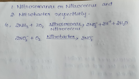 C., 2NH3 + 30, Nitrosomanas > 2NO+2H+ + I Nilausomanae el Nitsococcus and 2. Nitrobacter respectively Nitrococcus 2NO, + O2 N
