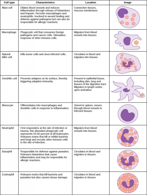 Cell type Characteristics Location Image Mast cell Connective tissues, mucous membranes Dilates blood vessels and induces inf