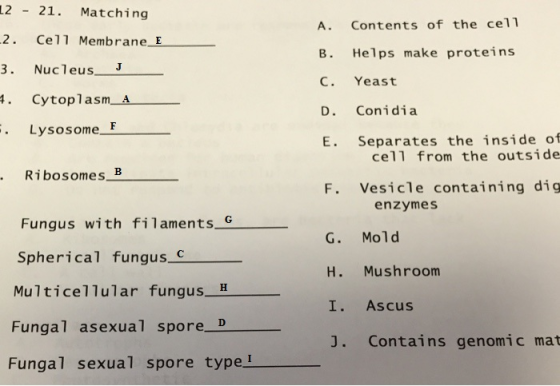 2-21. Matching 2. Cel1 Membrane E 3. Nucleus . Cytoplasm_A A. Contents of the cell B. Helps make proteins C. Yeast D. Conidia