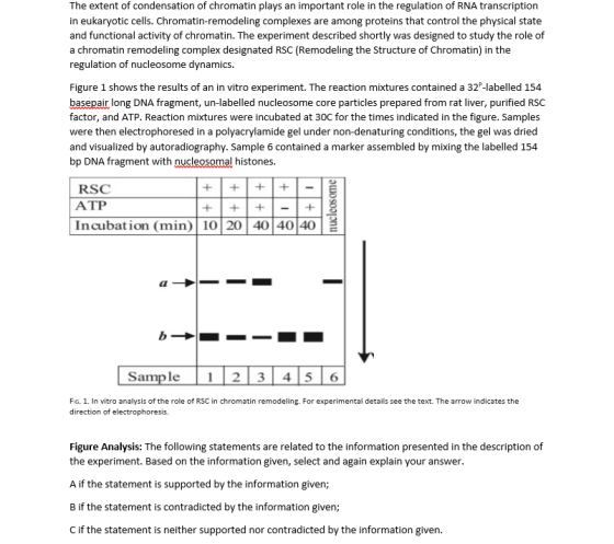 The extent of condensation of chromatin plays an important role in the regulation of RNA transcription in eukaryotic cells. C