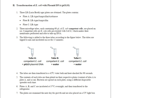 II. Transformation of E. coli with Plasmid DNA (PGLO) 1. Three LB (Luria Broth) agar plates are obtained. The plates contain: