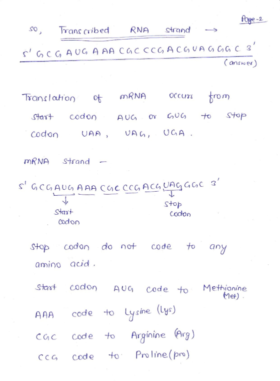 Page 2 so Transcribed RNA strand → s GCG AUGA AA CACCCGACGUAGGGC 3 Canswer) Translation of start codon codon UAA, mRNA occu