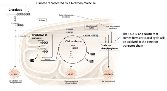 Glucose represented by a 6 carbon molecule Glycolysis | COOOOO Outer mitochondrial membrane Cytosol 2 pyruvate 12 Cee Mitocho