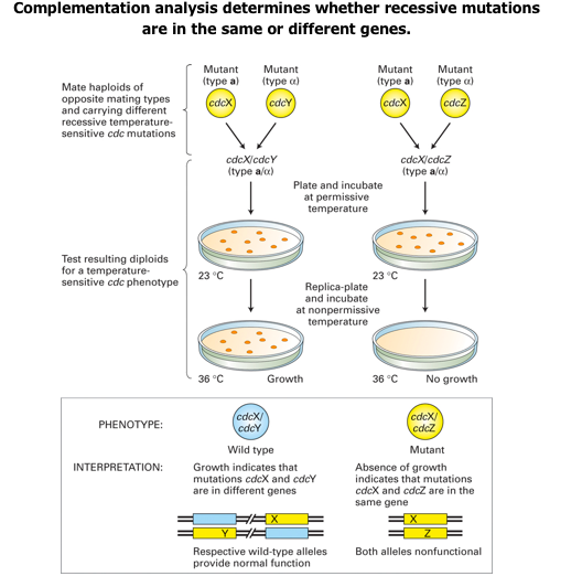 Complementation analysis determines whether recessive mutations are in the same or different genes. Mutant (type a) (cdcx) Mu