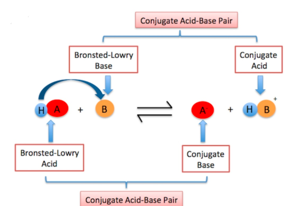 Conjugate Acid-Base Pair Bronsted-Lowry Conjugate Acid Base H B HA B A Bronsted-Lowry Conjugate Base Acid Conjugate Acid-Base