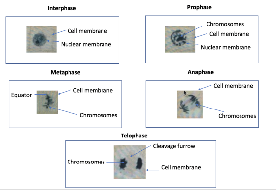 Interphase Prophase - Cell membrane Chromosomes Cell membrane Nuclear membrane Nuclear membrane Metaphase Anaphase - Cell mem