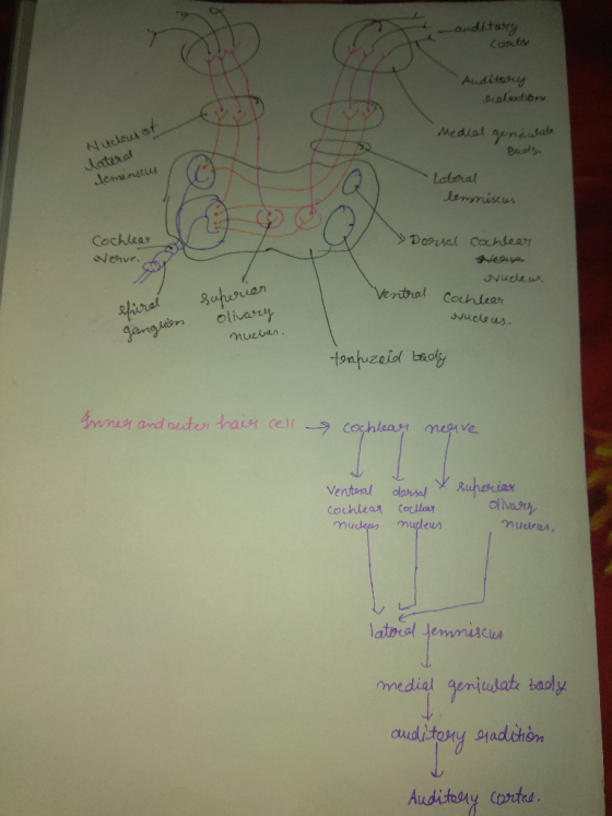 auditory Carter Auditory Dalodioru Nucloud of lateral Medial geniwat Body Jemensus Lotoral Jemmistus Dorsal Cochlear Nerve co