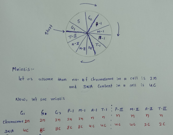 Start M-1 T-11 A-1 A-T M-T Meiosis :- let us than assume D no. of chromosome in a cell is an and DNA Content in a cell is uc