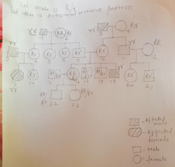 Let allele S attern et this is Autosomal arcrve 4 RR/R 2 Re RY RY 12 11 10 RfR RY 19 16 12 3 14 20 21 人人 R22 2 3 VIA-Afected