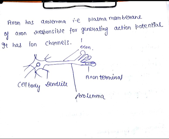 Axon has axolemma le plasma memberane of axon ollesponsible for generating action potential 1 It has ion Channels. Axon. et A