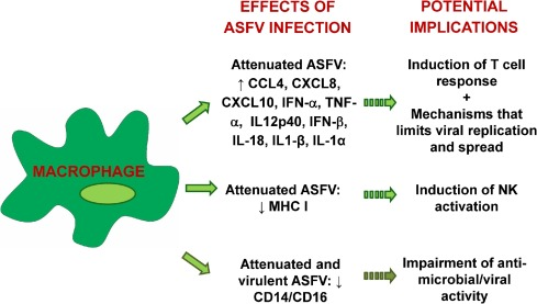 EFFECTS OF ASFV INFECTION POTENTIAL IMPLICATIONS Induction of T cell response Attenuated ASFV: † CCL4, CXCL8, CXCL10, IFN-a,