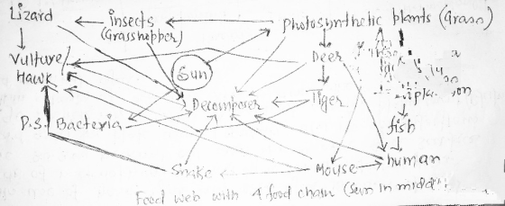 Lizard < insects a (Grasshopper I Vulturels Hawk Photosynthetic blants (Gran ) Dees 7 Marion och von Deicinbase liger A mplo.