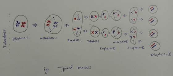 Interphase prophese-1 Metaphuse-1 Anuphuse-1 Telophase-/ Metaphase-II Prophase-I Angphase-I Telophuse I fig. Typical meiosis