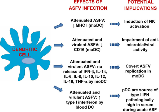EFFECTS OF ASFV INFECTION POTENTIAL IMPLICATIONS Attenuated ASFV: 1 MHC I (moDC) Induction of NK activation Attenuated and vi