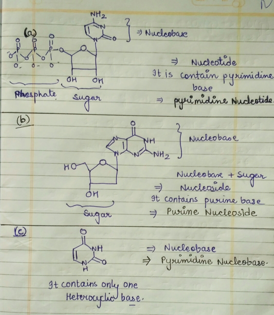 NH2 2 @ Nuclcobase осо 6 0, OH OH Nucleotide It is contain pyrimidine = pyrimidine Nucleotide base Rheaphate sugar (b) o= NH
