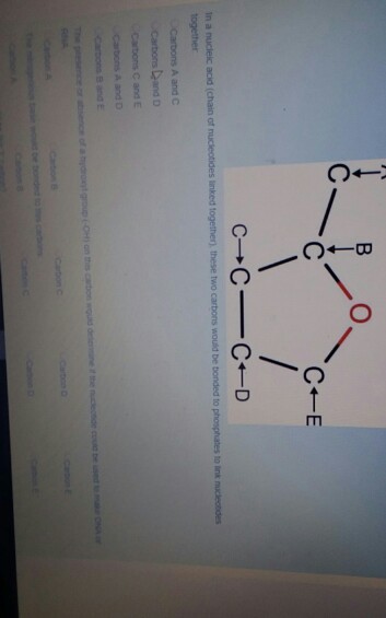 in a nuclelc acid (chain of nucleotides linked together) es linked together), these two carbons would be bonded to phosphates to link nuclectides Deand D Cartons C and E car