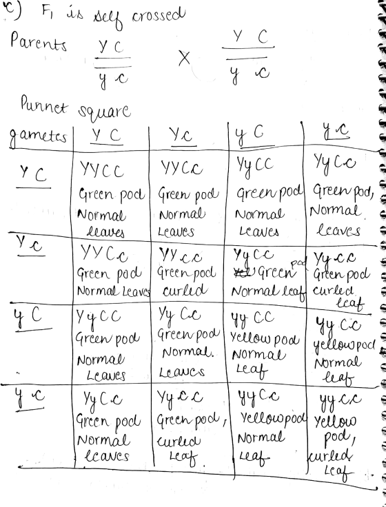 C) Fi is self crossed Parents Y Yc yc C i x x y o g Punnet Punnet square - YC gametes. Y c . Yo lyycc | yYca yycc Yy Co Green