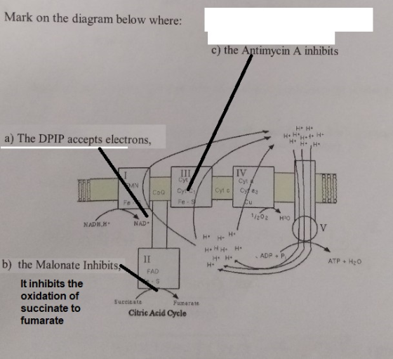 Mark on the diagram below where: c) the Aptimycin A inhibits a) The DPIP accepts electrons, IV Cyt CoCyt NADH,H NAD s ADP+P b