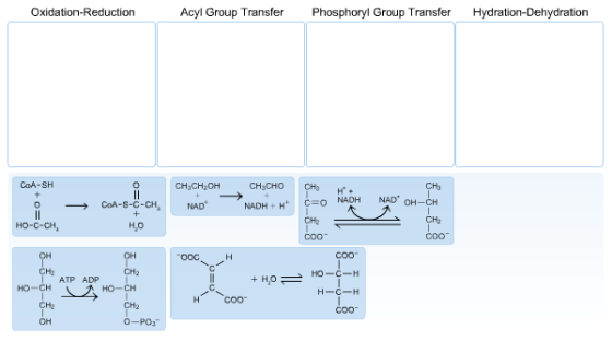 Oxidation-Reduction Acyl Group Transfer Phosphoryl Group Transfer Hydration-Dehydration NADH H+ C o NADH NAD CoA-S-C-CHa H20 ATP ADP HO-CH HO-CH COO O-PO.