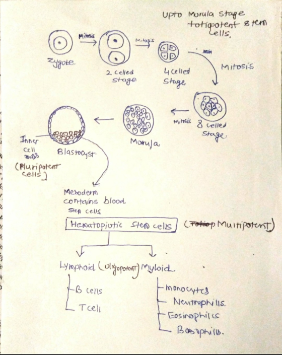 upto Murula Stage totipotent stem Lells, Mitosis MOS Mitosis 2 celled stage 4 Celled Stage minosis 2 8 celled Stage Morula In