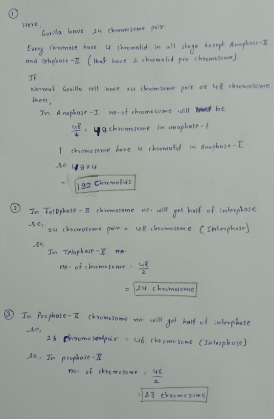 Here, Gorilla have 24 chromosome pair Every chromose have 4 chromatid in all stage except Anaphase-II and Telophase-II (that