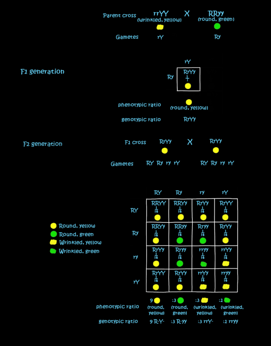 Parent Cross rryy (wrinkled, yellow) X RRYY (round, green) Gametes rY Ry rY Fi generation Ry RrYY + phenotypic ratio (round,