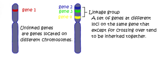 gene 1 gene 2 gene 3 gene 4 Linkage group A set of genes at different loci on the same gene that except for crossing over ten