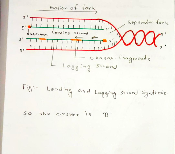 motion of fork Replication fork 5 RNA Primer leading strand 5 OOC 51 Okazaki fragments Lagging Strand fig: Leading and Laggin