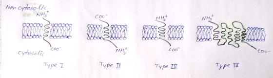 Non cytosolic, Coo cytosolic Type I Type 11 ТЧре Ш Type V