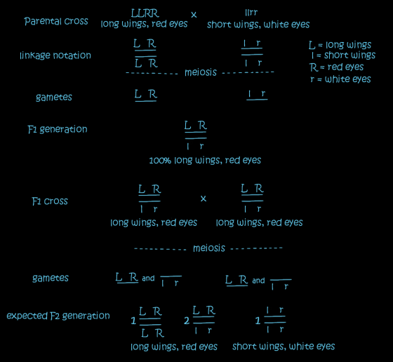 X Parental cross LLRR long wings, red eyes ||rr short wings, white eyes LR linkage notation CJE LR L = long wings | = short w