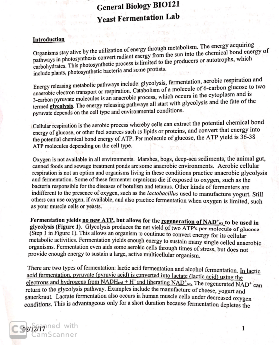 General Biology BIO121 Yeast Fermentation Lab Introduction Organisms stay alive by the utilization of energy through metaboli