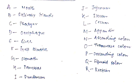 A - Mouth B- Salivary Glands C- Pharynx Da oesophagus € - liver F-Gall Bladdes, Ga stomach H- Pancreas I - Duodenum J- Jejunu